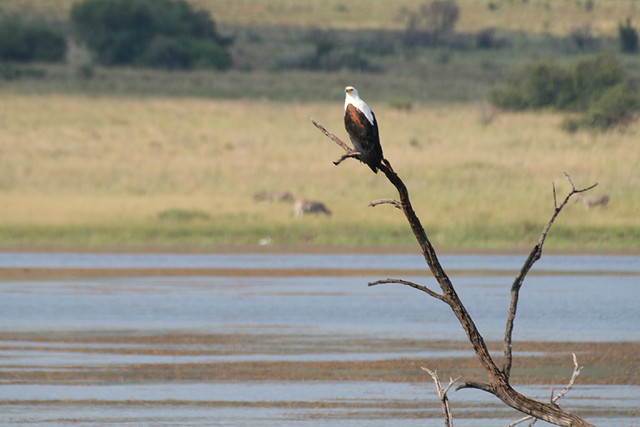 Pilanesberg National Park 17-01-09 323 Pilanesberg National Park 17-01-09 323