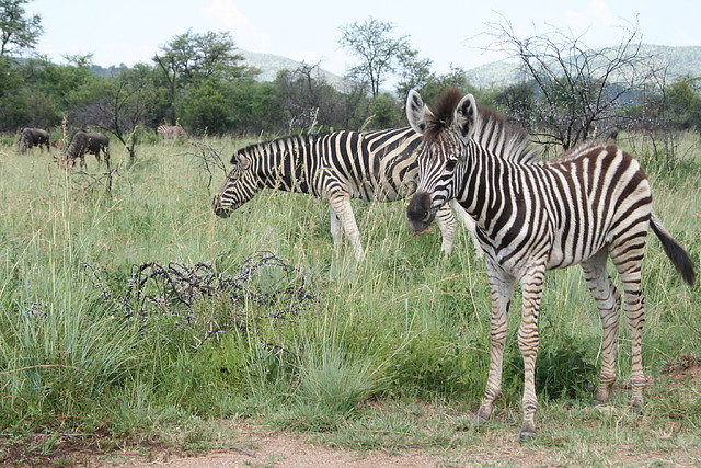 Pilanesberg National Park 17-01-09 240 Pilanesberg National Park 17-01-09 240