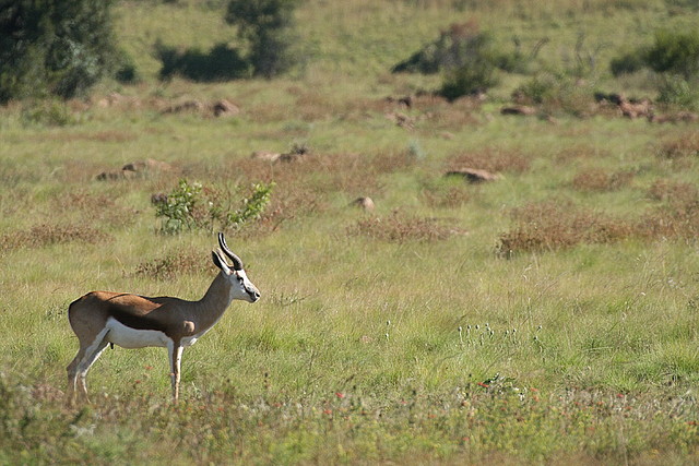 Pilanesberg National Park 30-3-09 202 Pilanesberg National Park 30-3-09 202