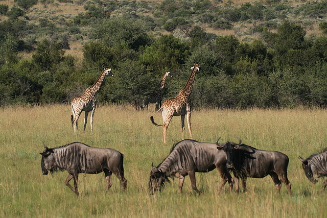 Pilanesberg National Park 30-3-09 291 Pilanesberg National Park 30-3-09 291