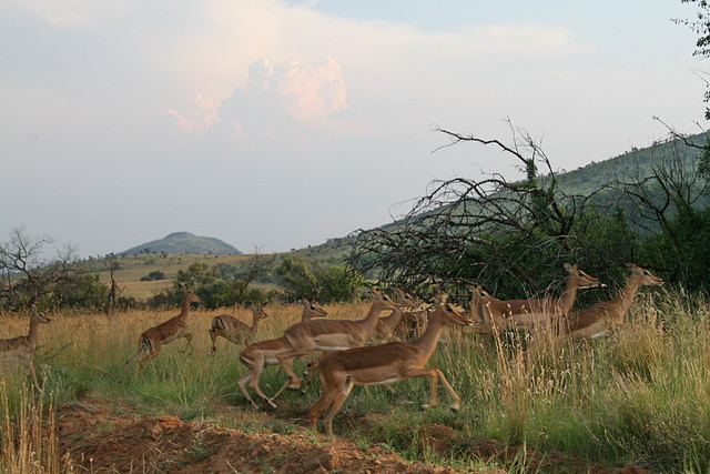 Pilanesberg National Park 17-01-09 443 Pilanesberg National Park 17-01-09 443