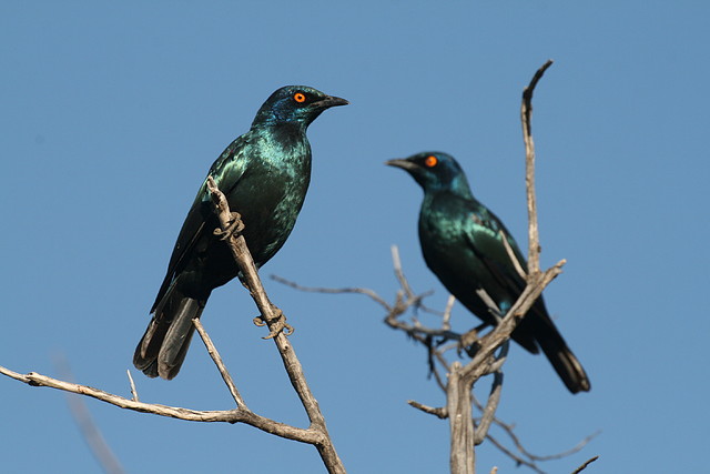 Pilanesberg National Park 30-3-09 320 Pilanesberg National Park 30-3-09 320