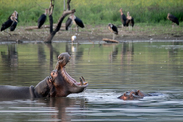Pilanesberg National Park 17-01-09 483 Pilanesberg National Park 17-01-09 483