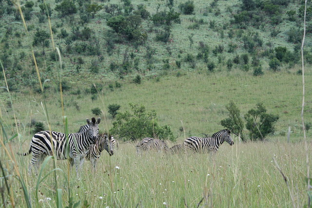 Pilanesberg National Park 17-01-09 062 Pilanesberg National Park 17-01-09 062