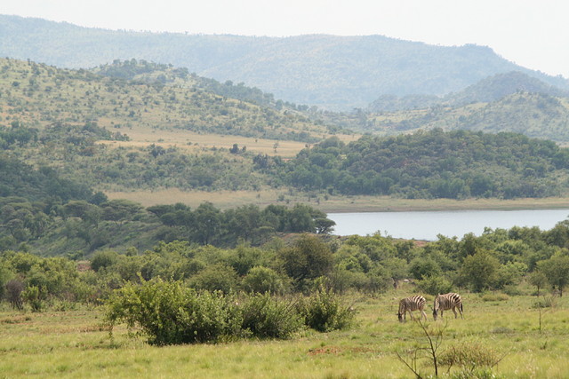 Pilanesberg National Park 17-01-09 284 Pilanesberg National Park 17-01-09 284