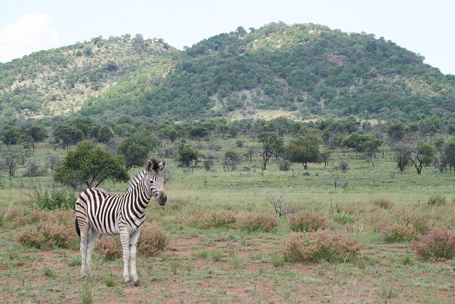 Pilanesberg National Park 17-01-09 261 Pilanesberg National Park 17-01-09 261