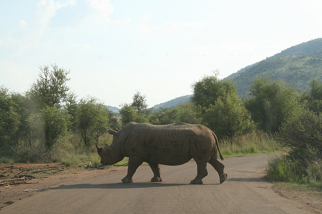 Pilanesberg National Park 17-01-09 367 Pilanesberg National Park 17-01-09 367