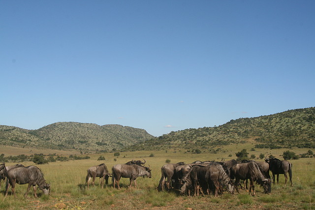 Pilanesberg National Park 30-3-09 227 Pilanesberg National Park 30-3-09 227