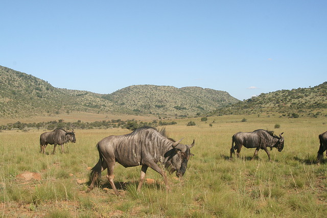 Pilanesberg National Park 30-3-09 239 Pilanesberg National Park 30-3-09 239