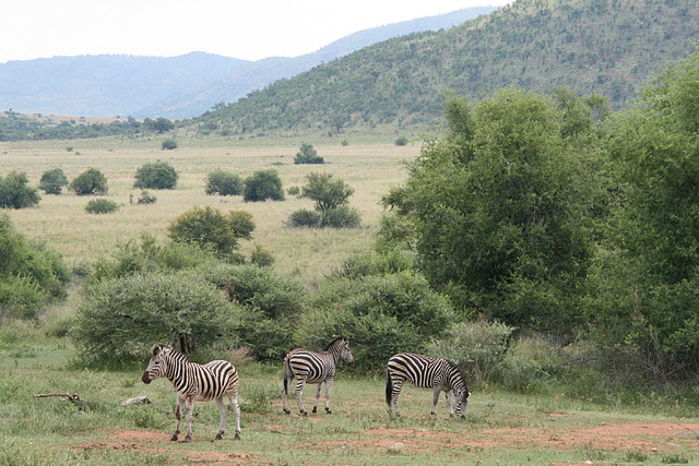 Pilanesberg National Park 17-01-09 155 Pilanesberg National Park 17-01-09 155