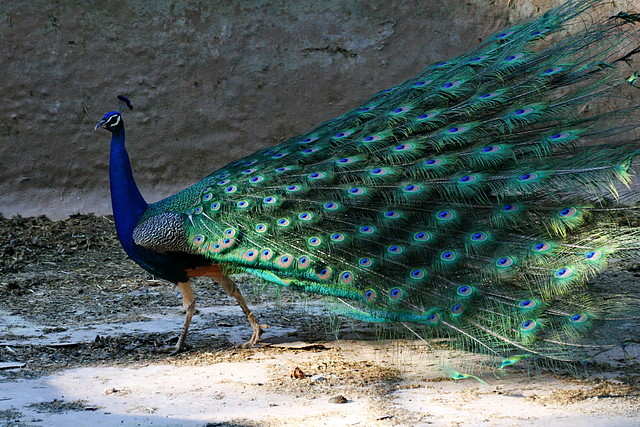 Zoo de Barcelona 16-05-11 1279 Zoo de Barcelona 16-05-11 1279
