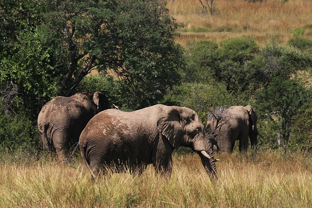 Pilanesberg National Park 30-3-09 074 Pilanesberg National Park 30-3-09 074