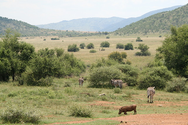 Pilanesberg National Park 17-01-09 103 Pilanesberg National Park 17-01-09 103
