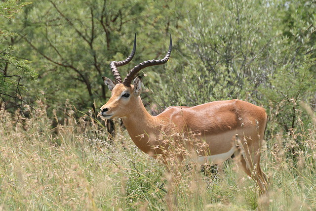 Pilanesberg National Park 17-01-09 078 Pilanesberg National Park 17-01-09 078