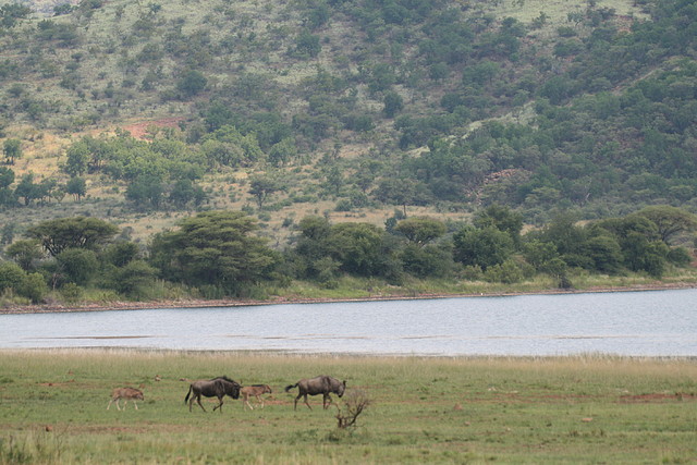 Pilanesberg National Park 17-01-09 271 Pilanesberg National Park 17-01-09 271
