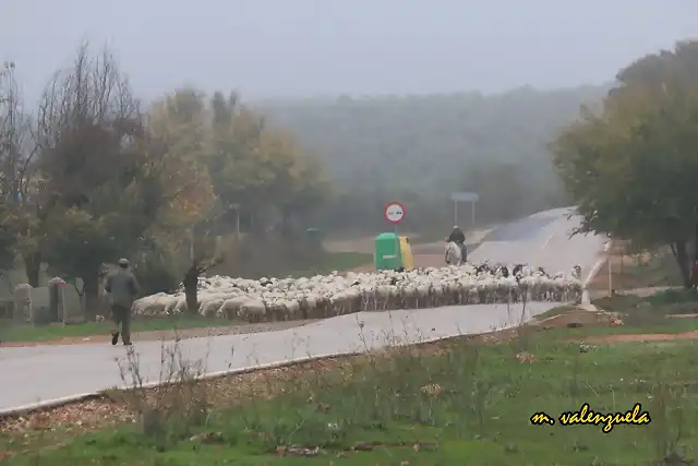 12, rebao de ovejas, marca