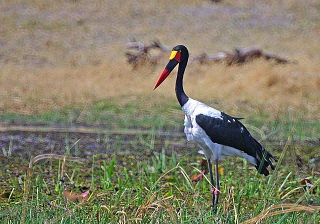 jabiru