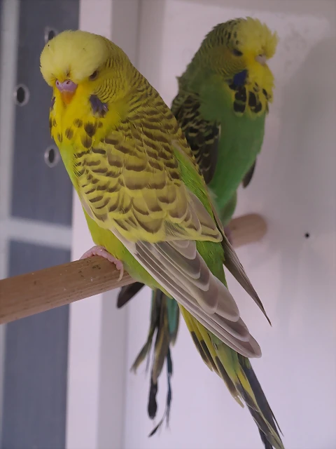 PC170027 PC170027