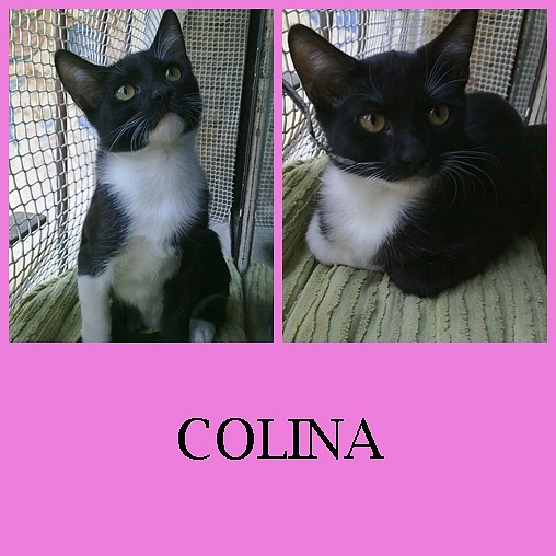 COLINA1