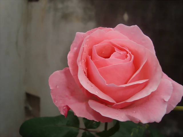 DSC02966