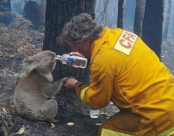 Bombero en Australia da de beber a un Koala