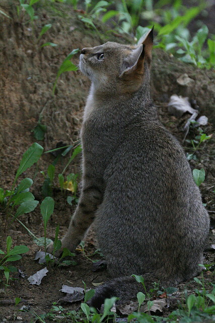 Le Parc des Felins agost 2010 239 Le Parc des Felins agost 2010 239
