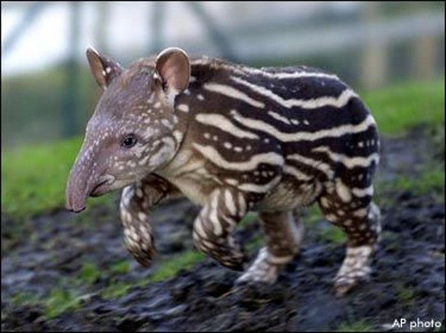 tapir_0