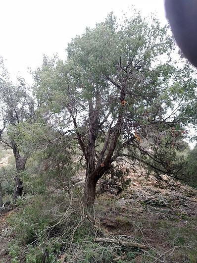 Juniperus badia