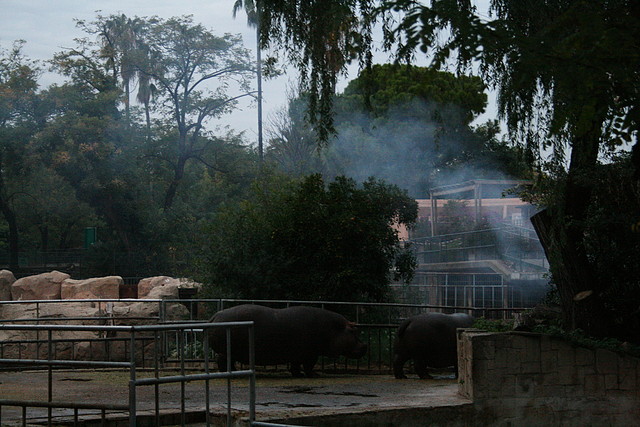 Zoo de Barcelona 19-11-10 260 Zoo de Barcelona 19-11-10 260