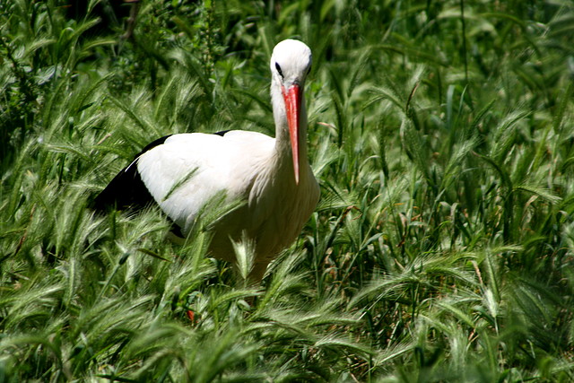 Zoo de Barcelona 030 Zoo de Barcelona 030