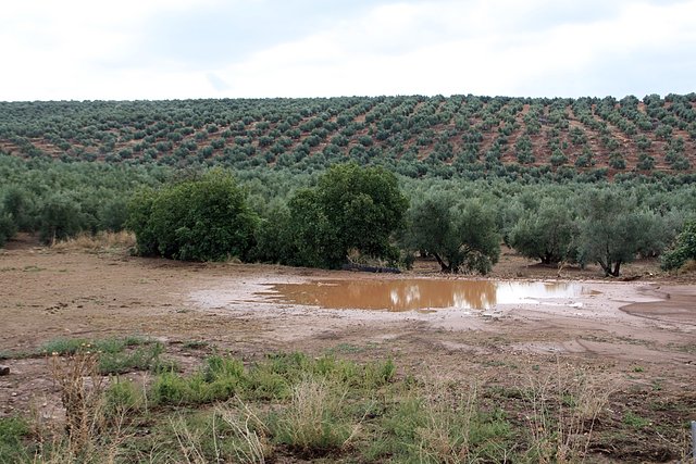 olivas encharcadas