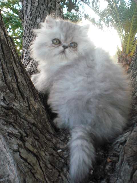 Lana - Hembra Silver Tabby Blotched