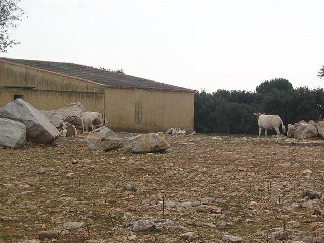 LaBarben 036 LaBarben 036