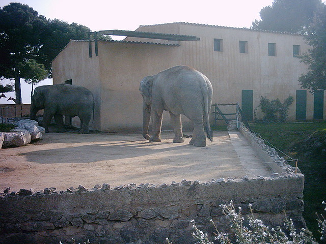 Zoo la Barben 26-06-05 (158) Zoo la Barben 26-06-05 (158)