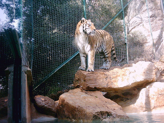 Zoo la Barben 26-06-05 (152) Zoo la Barben 26-06-05 (152)