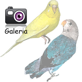 Galeria