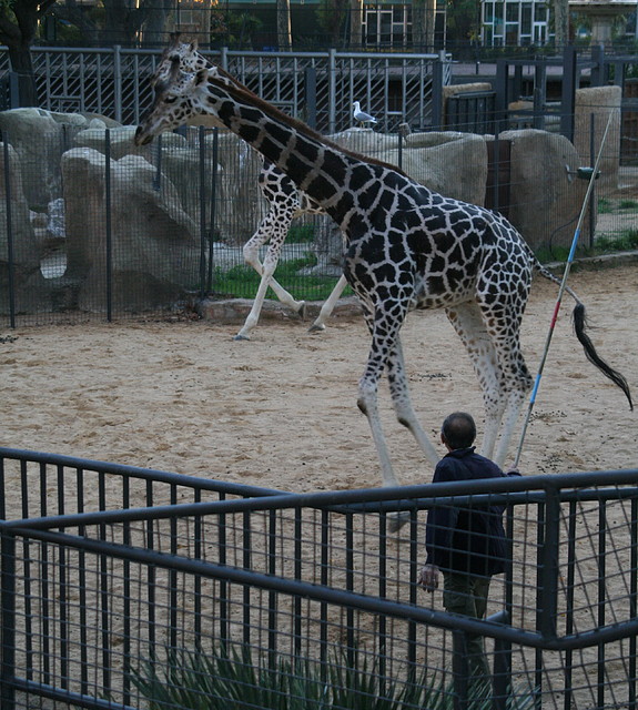Zoo de Barcelona 05-11-10 991 Zoo de Barcelona 05-11-10 991