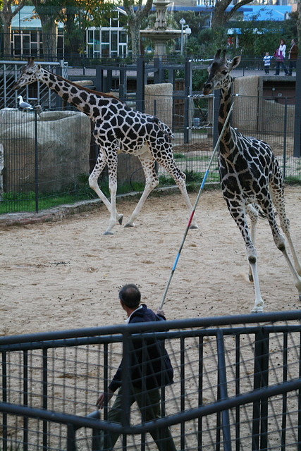 Zoo de Barcelona 05-11-10 990 Zoo de Barcelona 05-11-10 990
