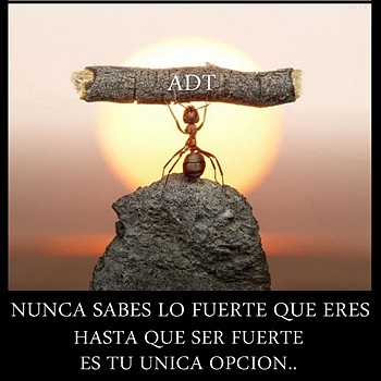 NUNCA SABRAS LO FUERTE Q ERES NUNCA SABRAS LO FUERTE Q ERES