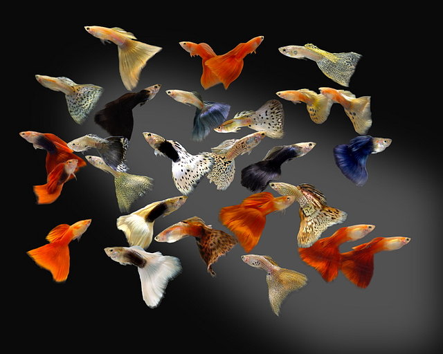 guppys guppys