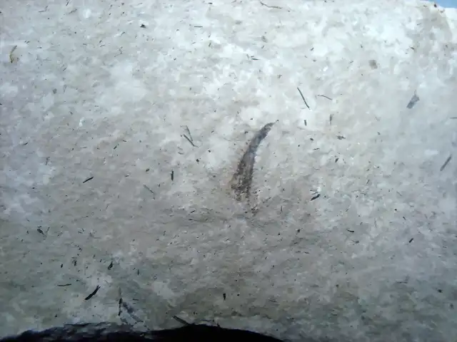 Semilla, Quesa (1) mioceno