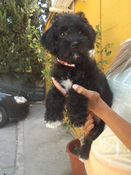 cachorro abandonado en una caja