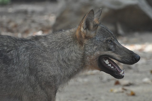 LOBO