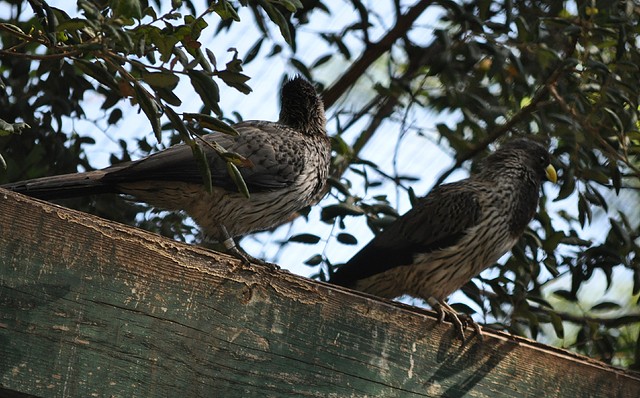 TURACO GRIS