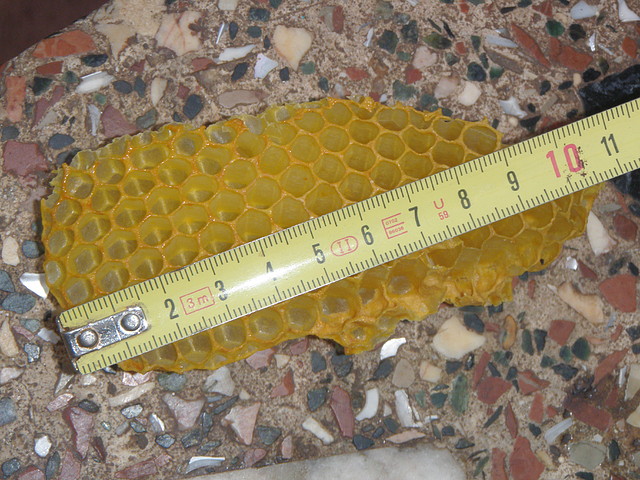 abejas 2011 006