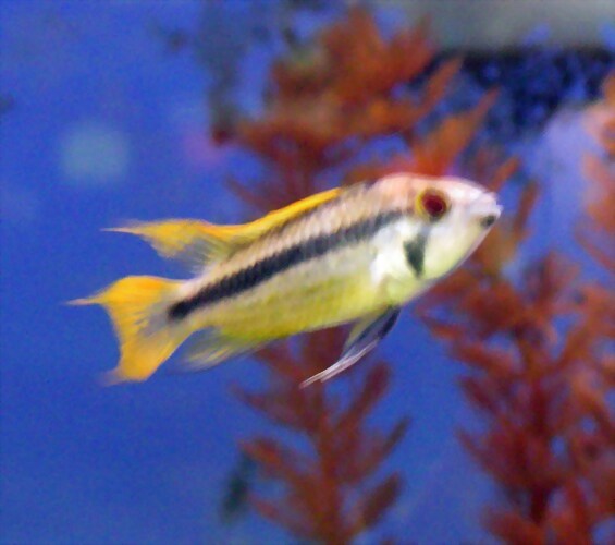 Apistogramma cacatuoides Apistogramma cacatuoides