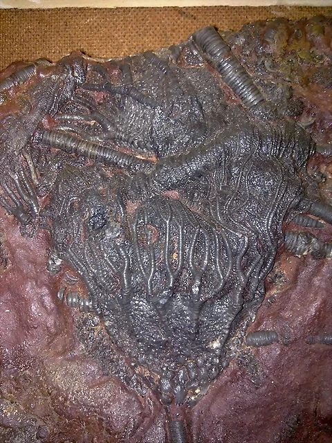 6 6