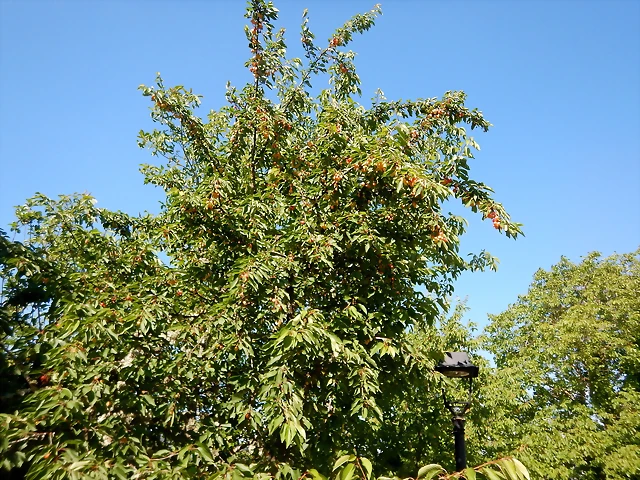 DSCN2339 DSCN2339
