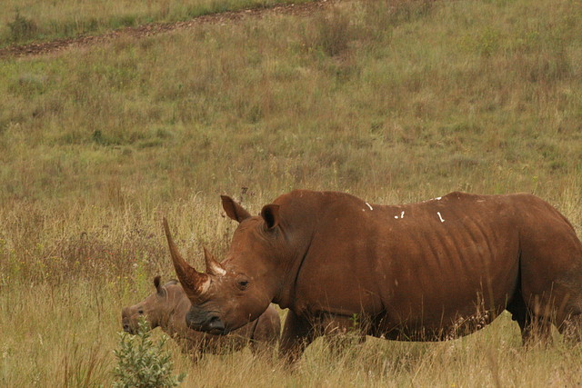 Rhino & Lion Nature Reserve 15-03-09 227 Rhino & Lion Nature Reserve 15-03-09 227