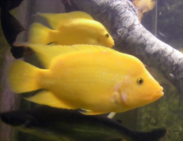 Amphilophus citrinellus Amphilophus citrinellus